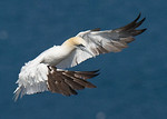 Gannet portfolio