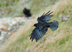 Chough portfolio