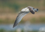 Common Gull portfolio