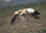 Egyptian Goose portfolio