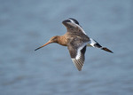 Black-tailed Godwit portfolio