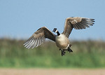 Canada Goose portfolio