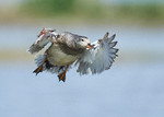 Gadwall portfolio