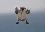 Guillemot portfolio