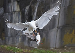 Puffin portfolio
