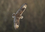 Short-eared Owl portfolio