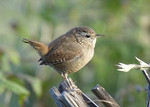 Wren portfolio