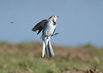 Pied Wagtail portfolio