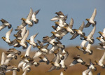 Golden Plover portfolio