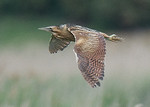 Bittern portfolio